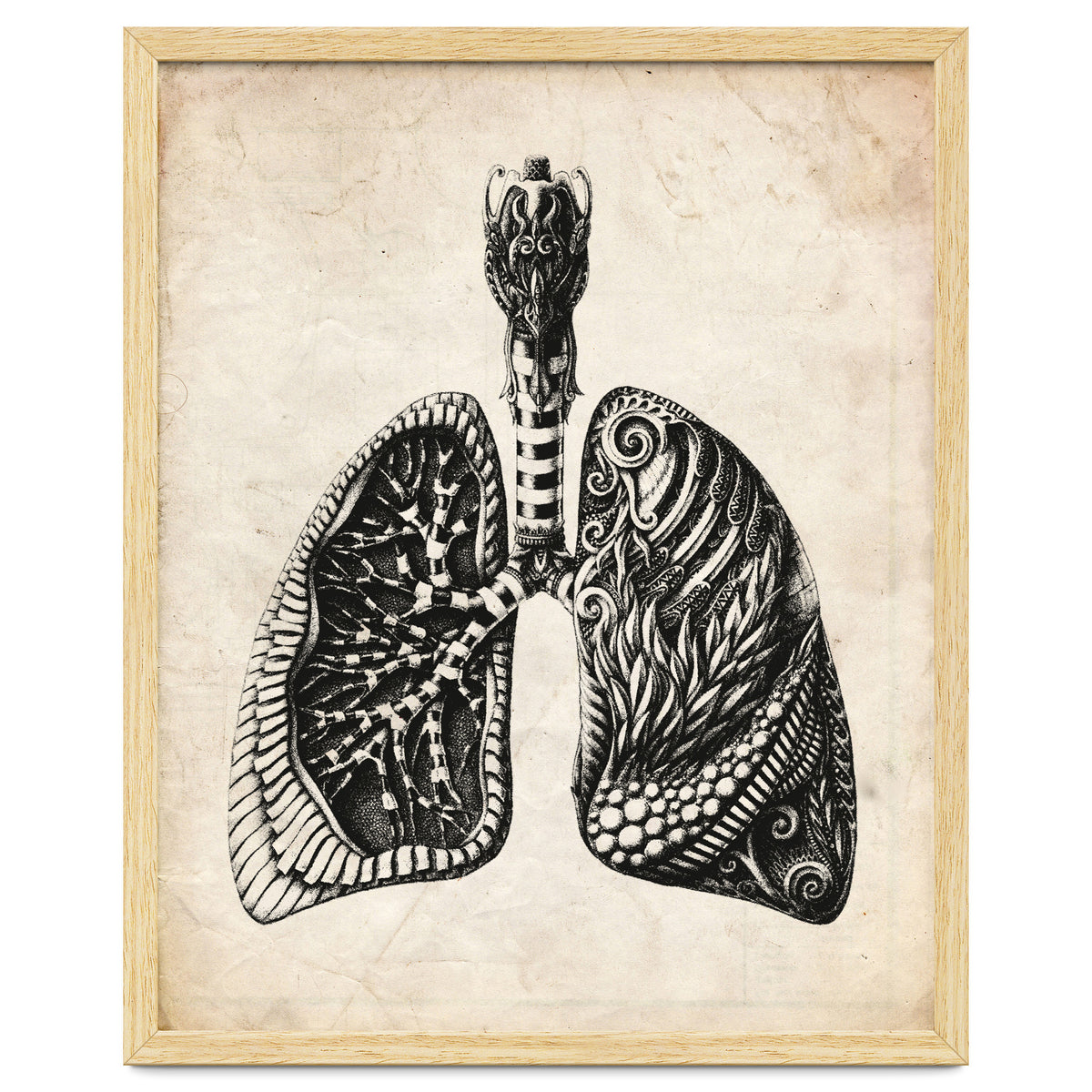 Lungs Anatomy
