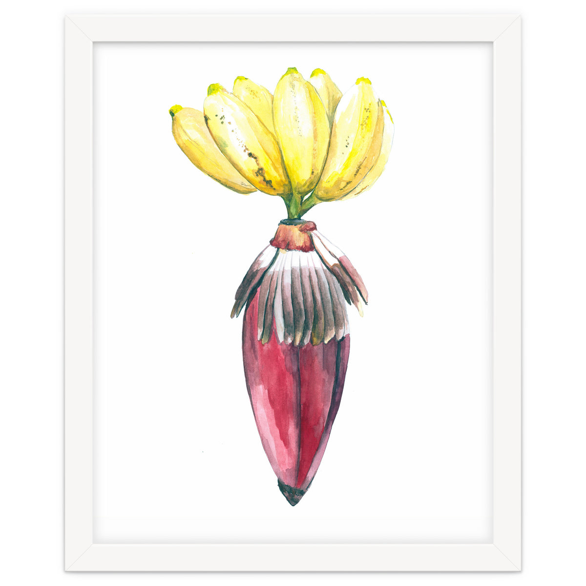 Botanical Illustration Banana