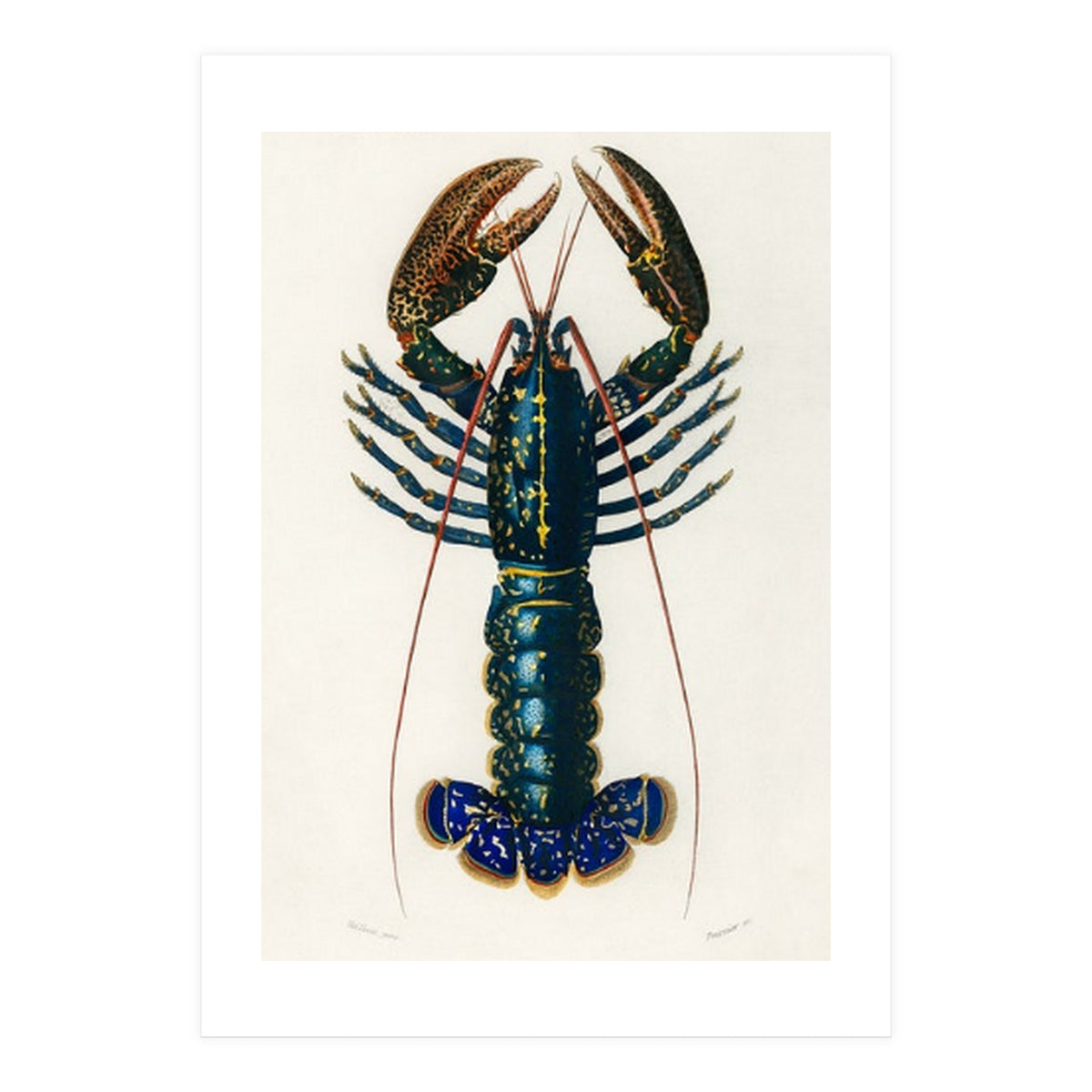Crimson Crawfish illustrated (Print Only)