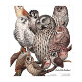 Owls Of The Northeast (Print Only) thumbnail