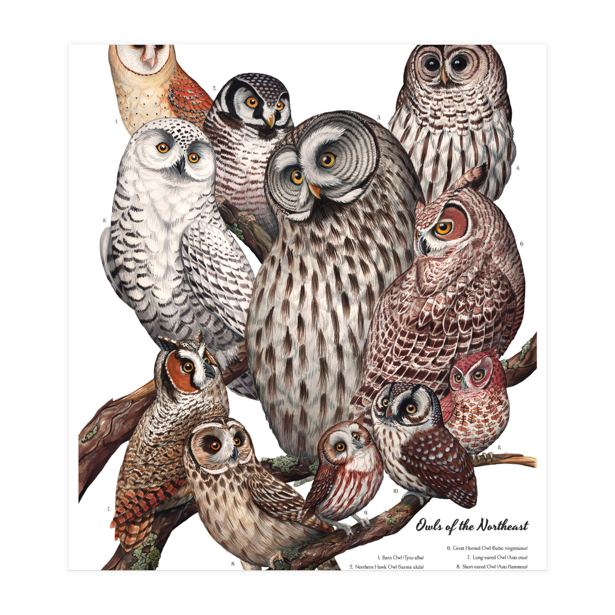 Owls Of The Northeast (Print Only)