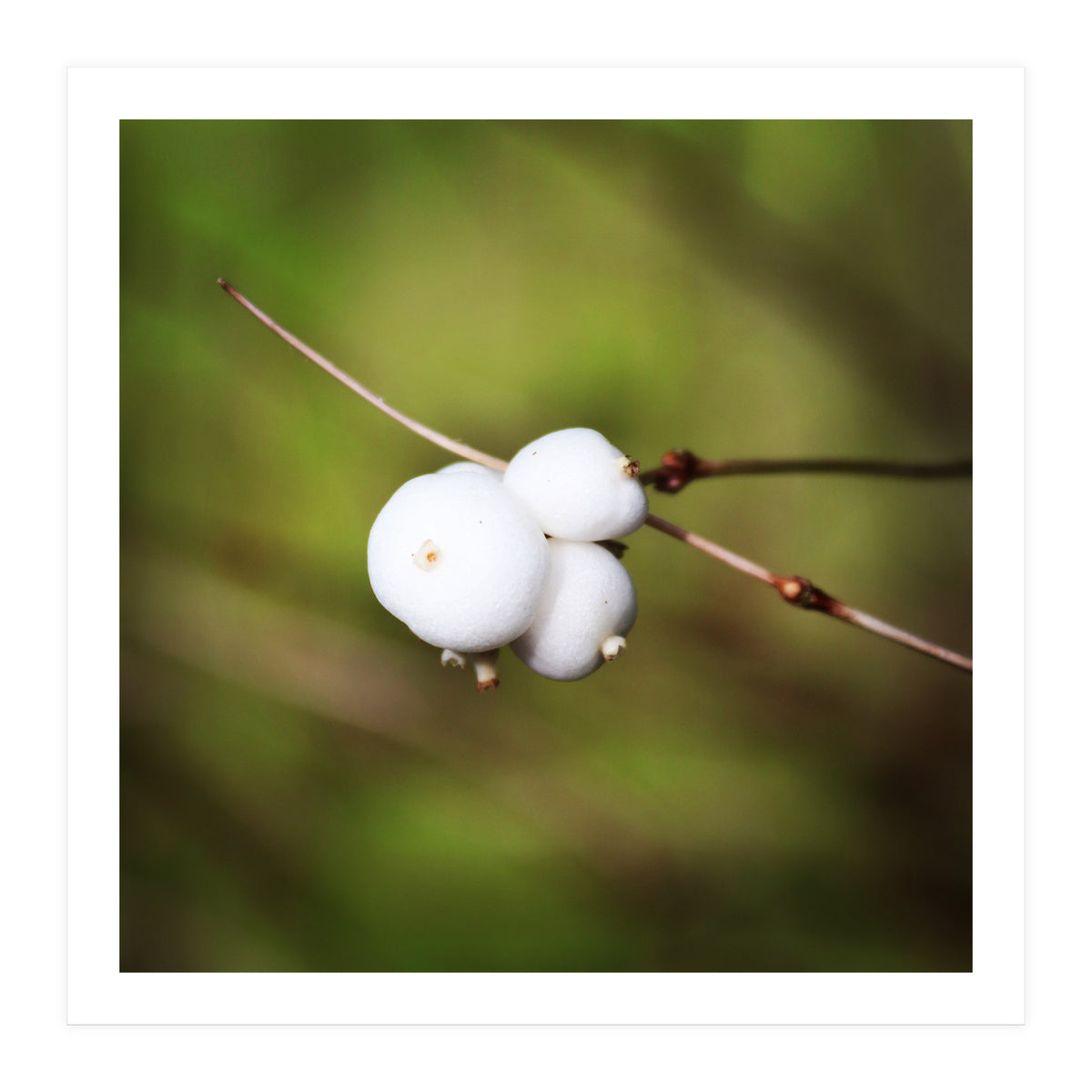 winter berries (Print Only)