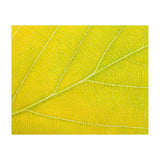 Autumn Leaf (Print Only) thumbnail