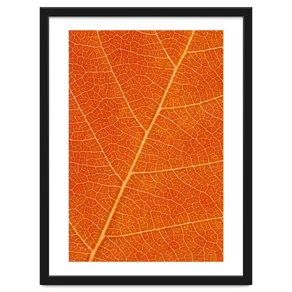 Autumn Leaf