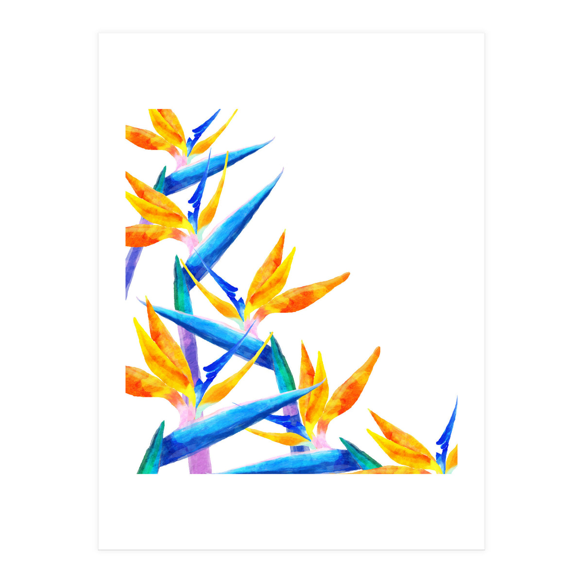 Bird Of Paradise Watercolor (Print Only)