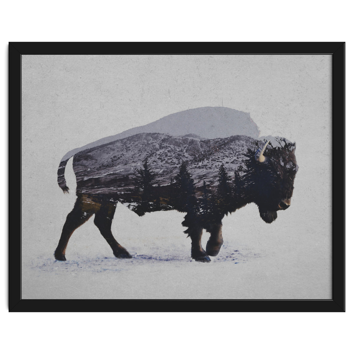 The American Bison