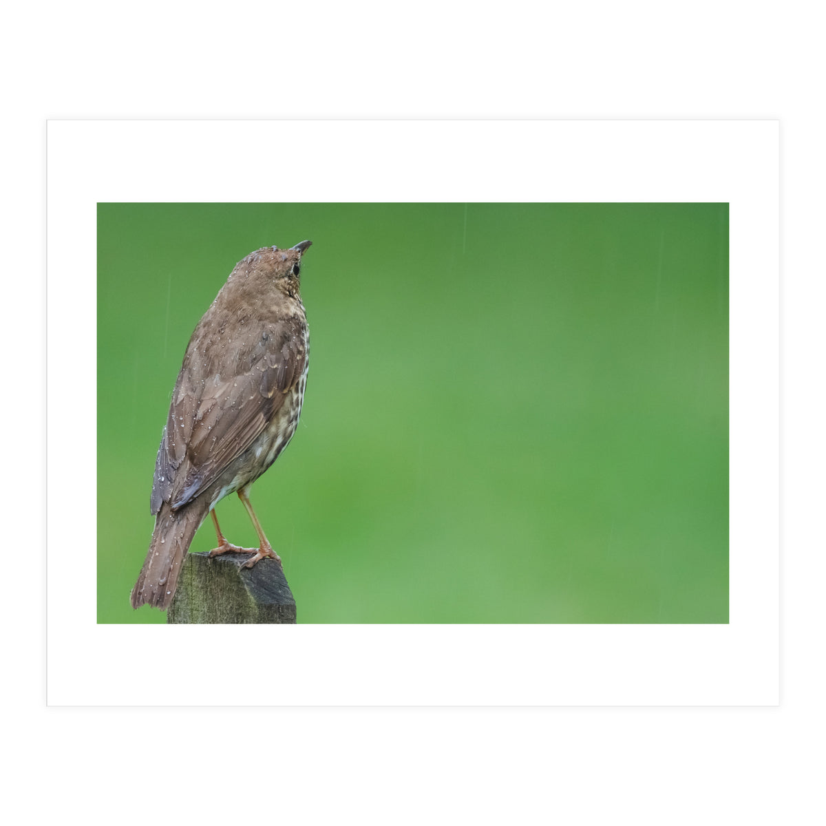 Watching the rain (Print Only)