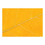 Autumn Leaf (Print Only) thumbnail