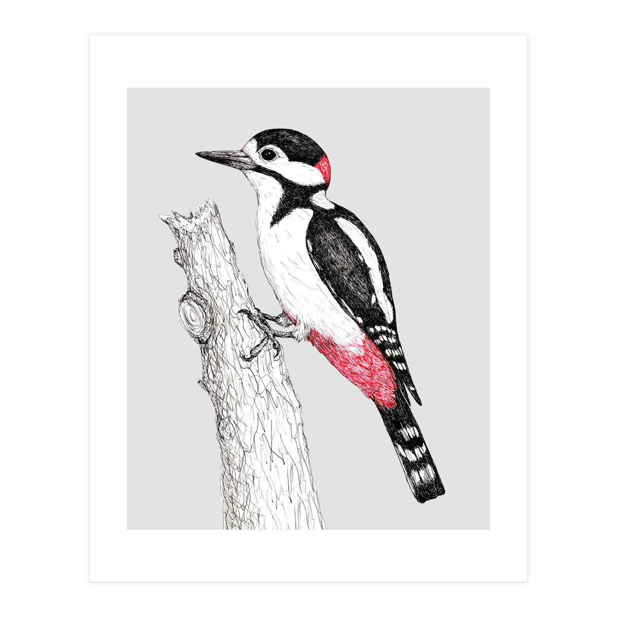 Great spotted woodpecker (Print Only)