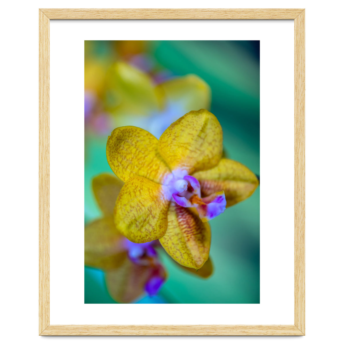 Orchidee Phalleanopsis