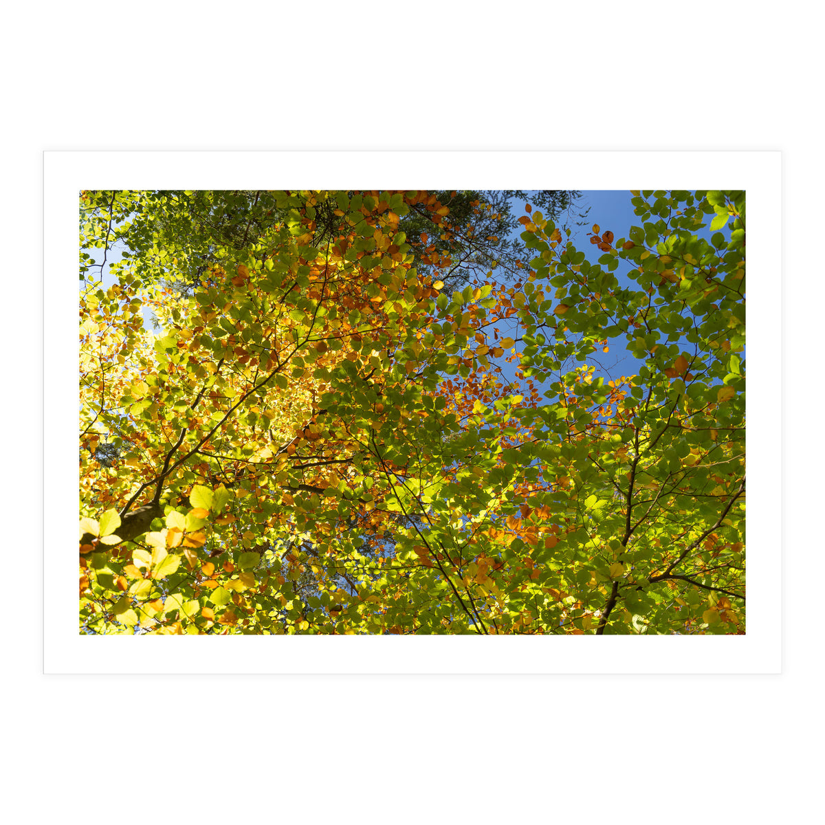 Colors Of Fall (Print Only)