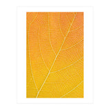 Autumn Leaf (Print Only) thumbnail