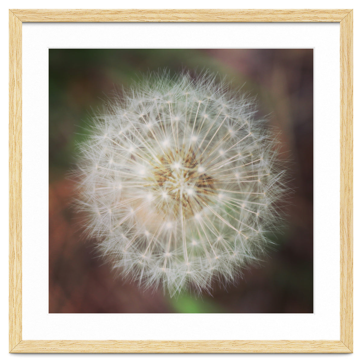 dandelion clock