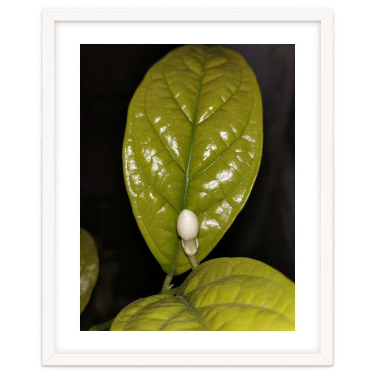 Jasmine Flower Fragrance