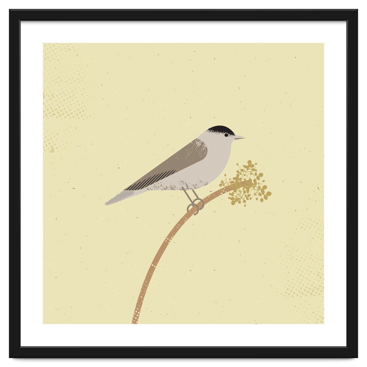 Blackcap