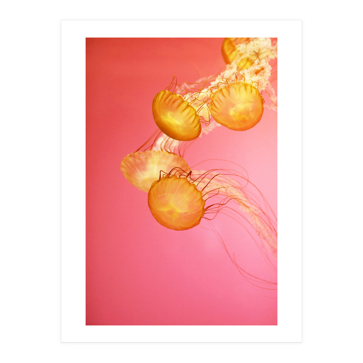 Jelly #3  (Print Only)