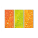 Autumn Leaves (Print Only) thumbnail