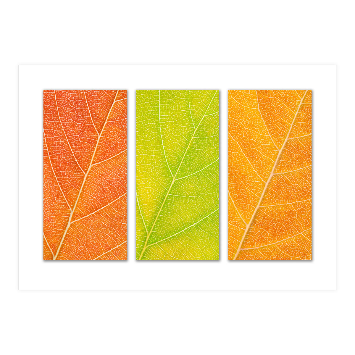 Autumn Leaves (Print Only)