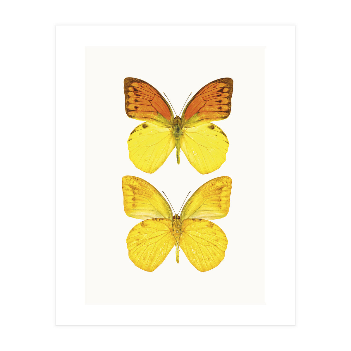 Cc Butterflies 08 (Print Only)