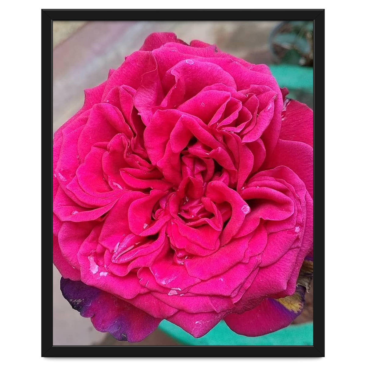 Beautiful Fragrant Rose