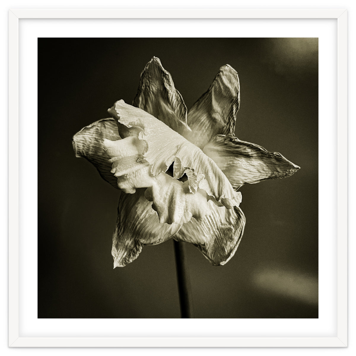 Wilting daffodil