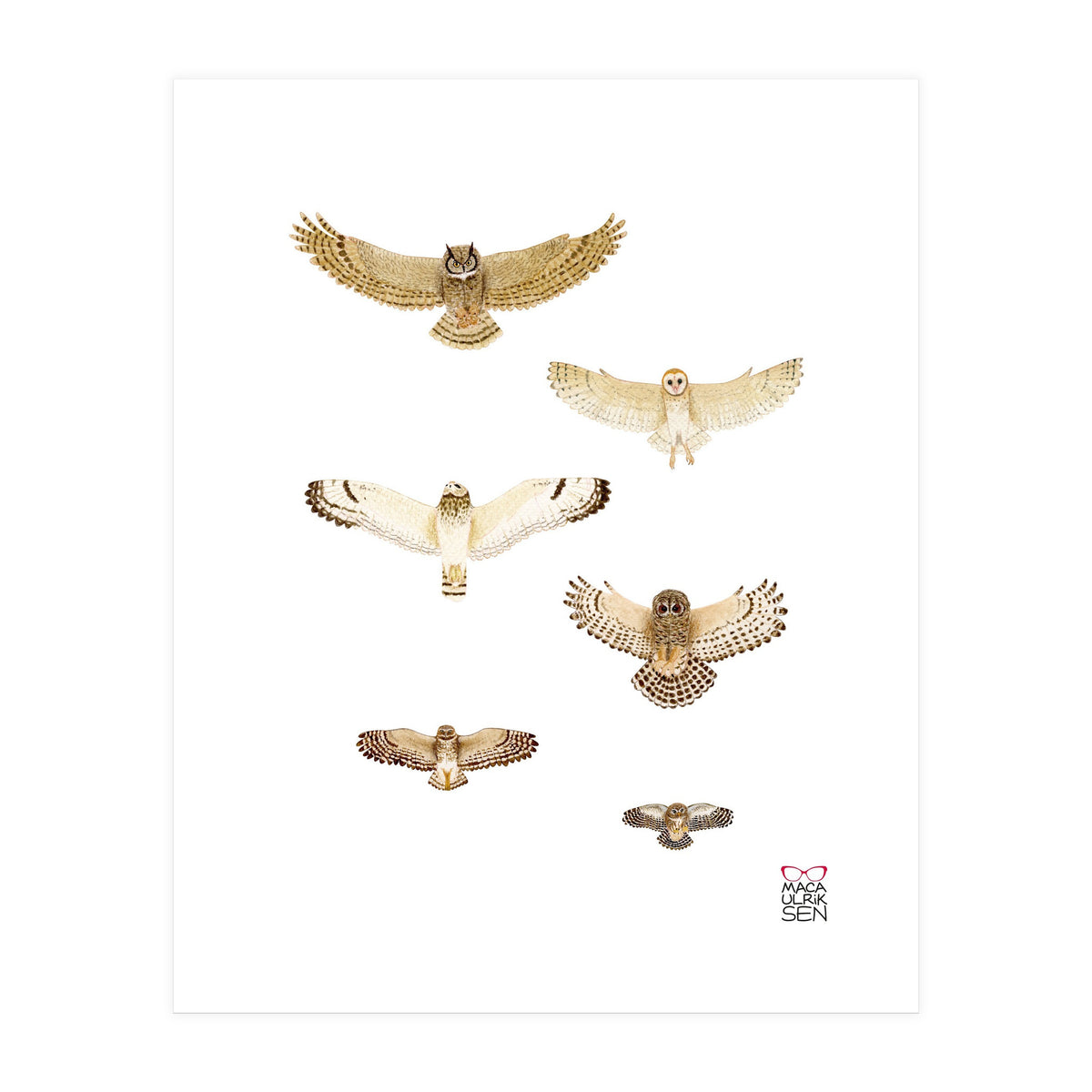 Typical owls & Barn owl (Print Only)