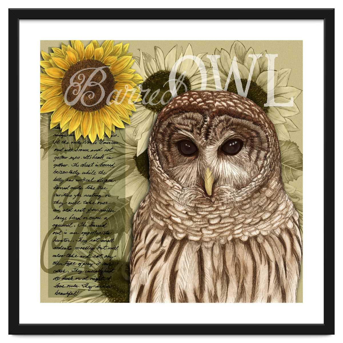 Sunflowers and Barred Owl