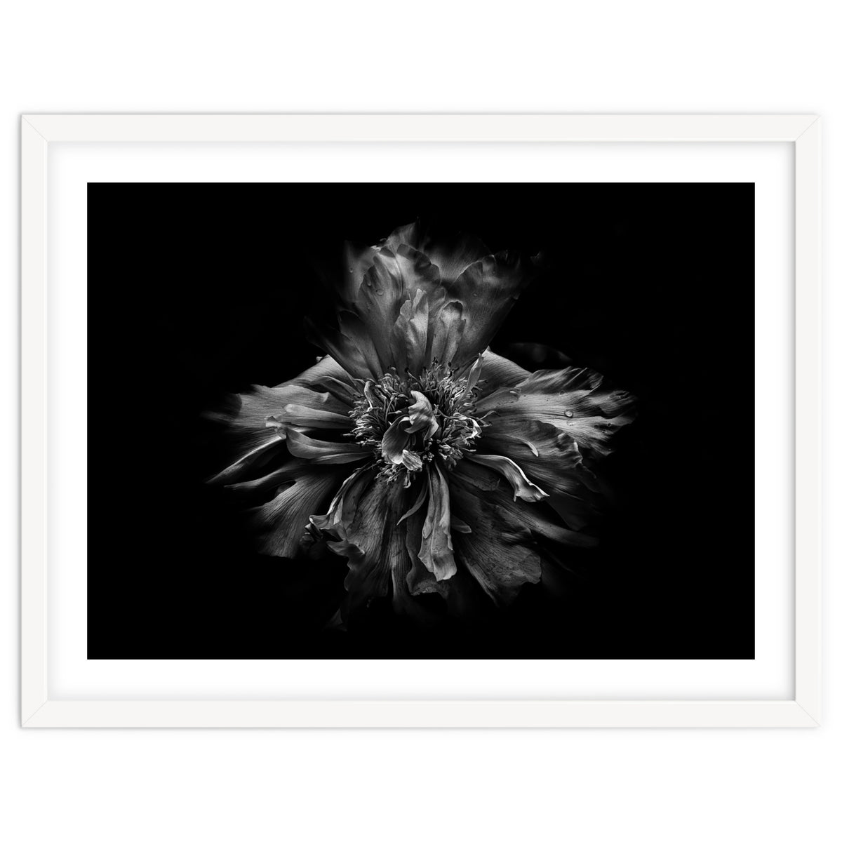 Backyard Flowers In Black And White No 49