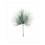 Botanical Illustration Fanpalm (Print Only) thumbnail