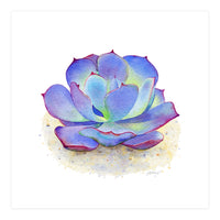 Blue Echeveria Succulent (Print Only)
