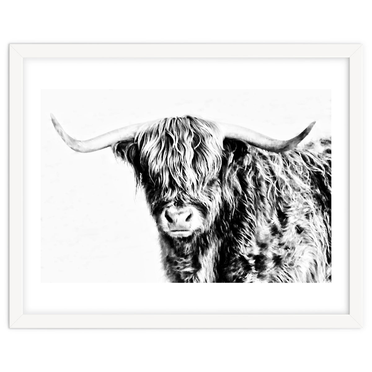 Highland bull
