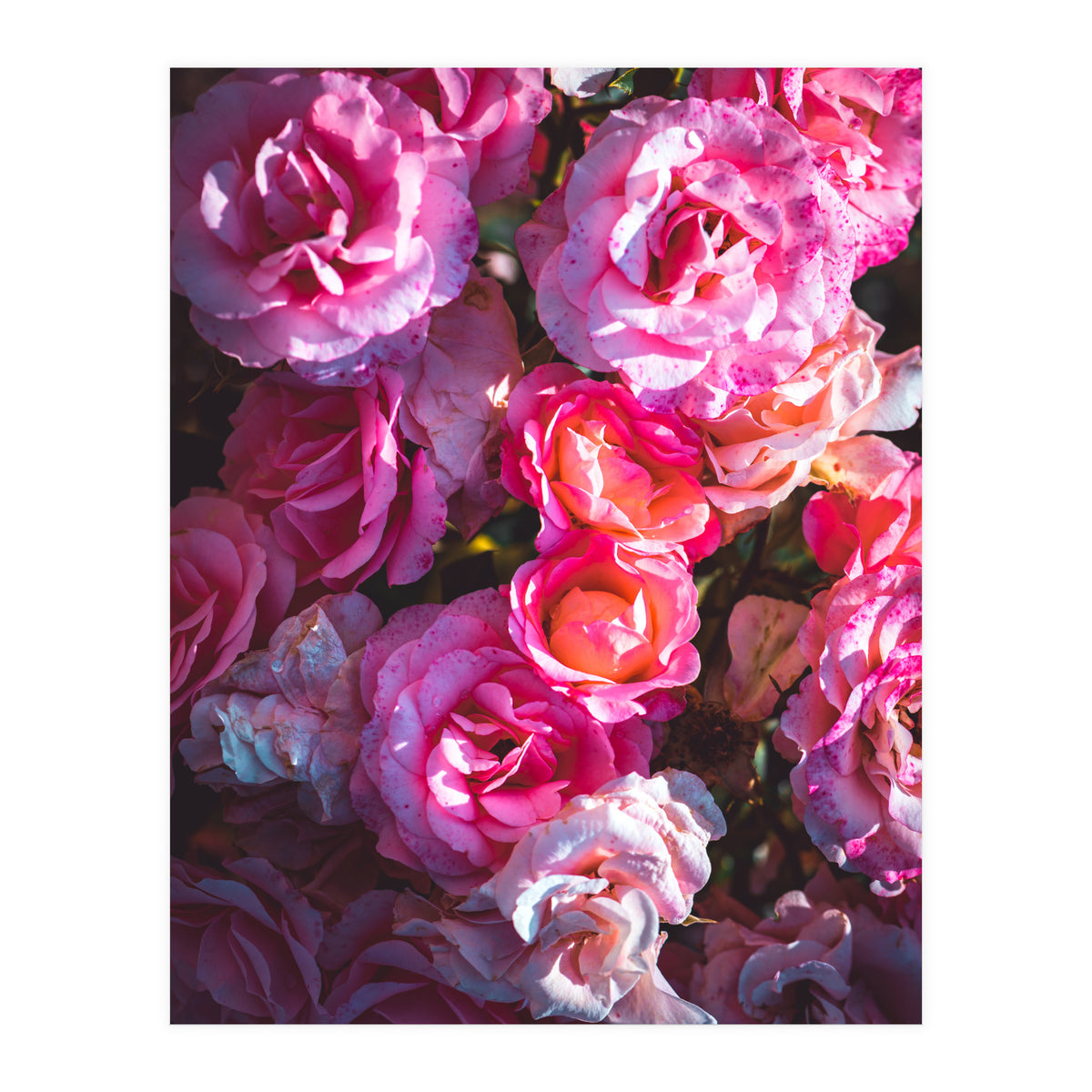 Rose Flowers  (Print Only)
