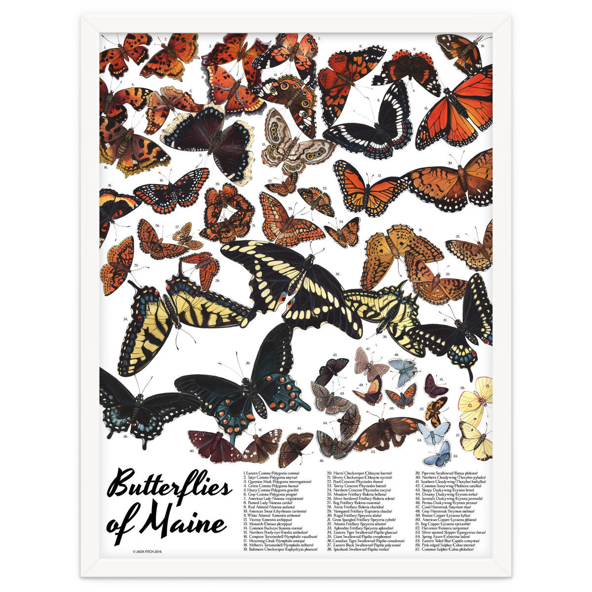 Maine Butterflies Chart