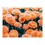 February (Print Only) thumbnail