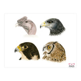 Profile raptors (Print Only) thumbnail