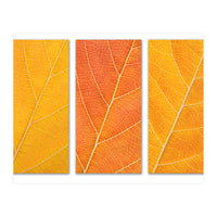 Autumn Leaves (Print Only)