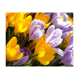 Spring (Print Only) thumbnail