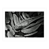 Snake (Print Only) thumbnail