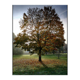 Autumnal Tree (Print Only) thumbnail