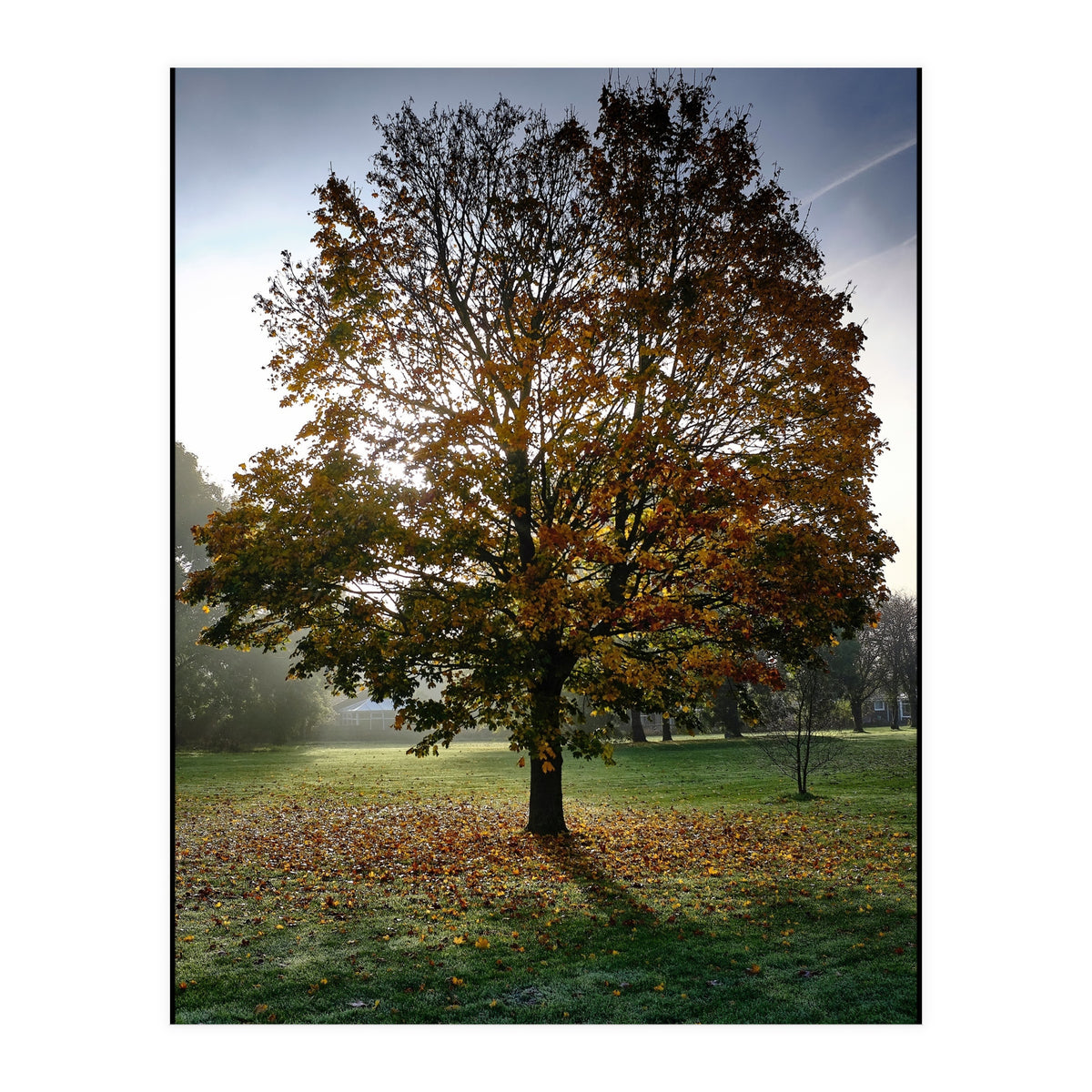 Autumnal Tree (Print Only)