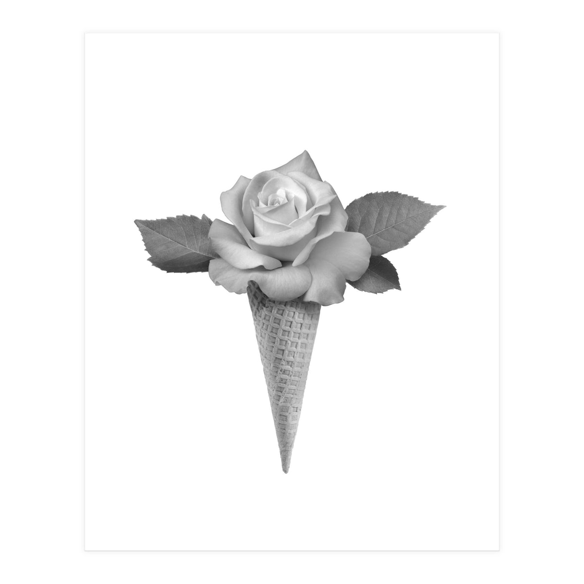 Rosecream (Print Only)