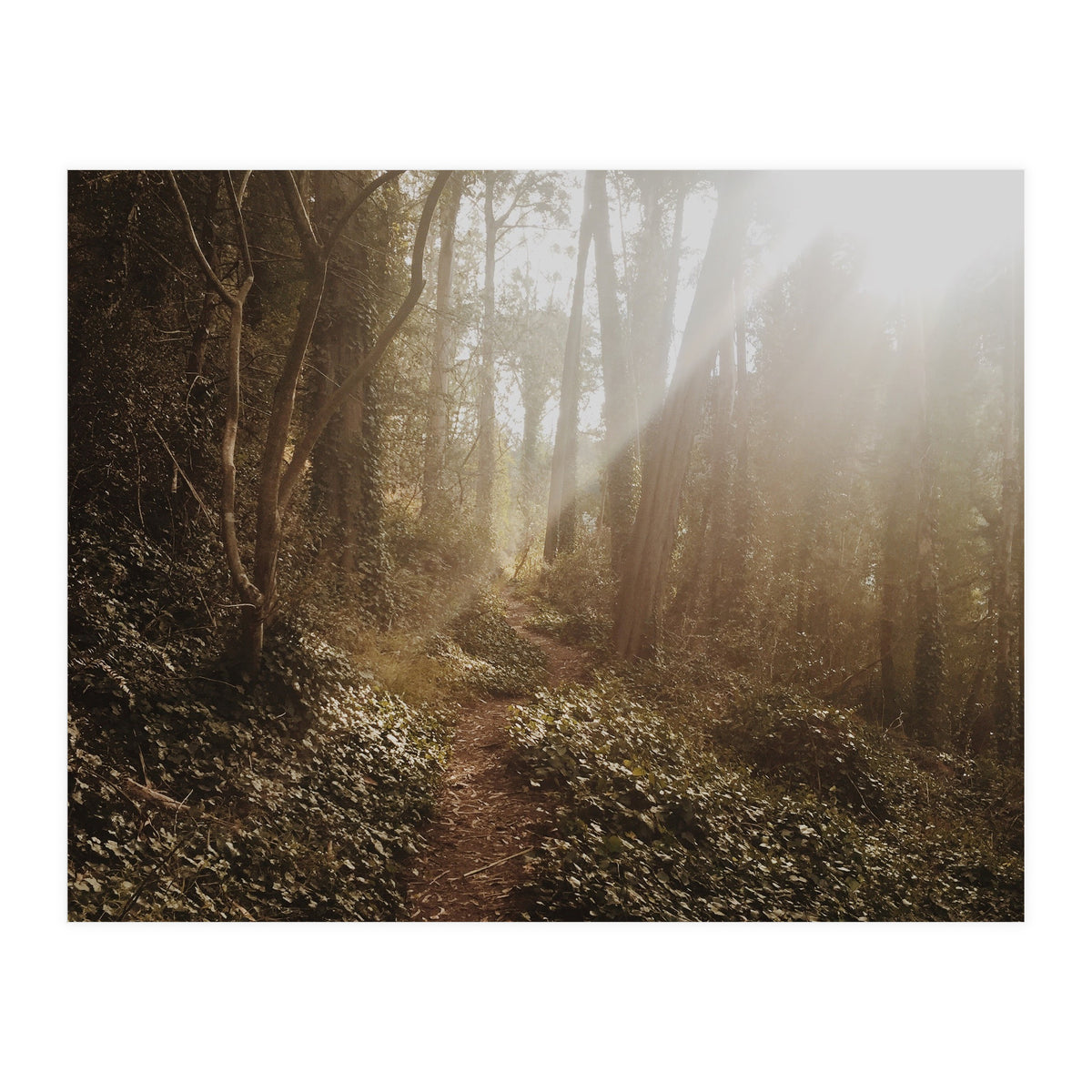 Mt. Davidson II (Print Only)