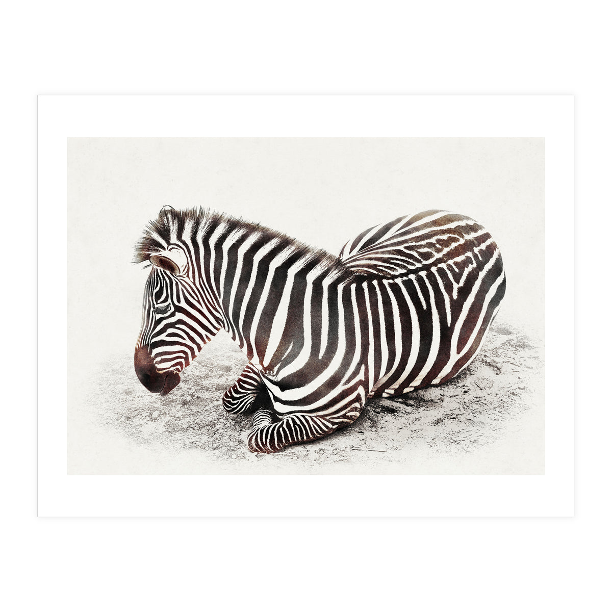 Zebra (Print Only)
