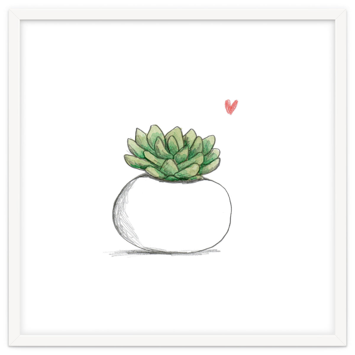 Succulent in Small White Planter