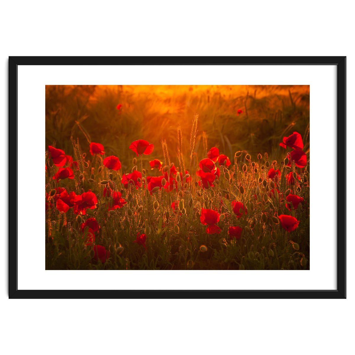 Poppies At Summer (1)