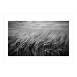 Moody Barley Field (Print Only) thumbnail