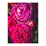 Rose Flowers  (Print Only) thumbnail
