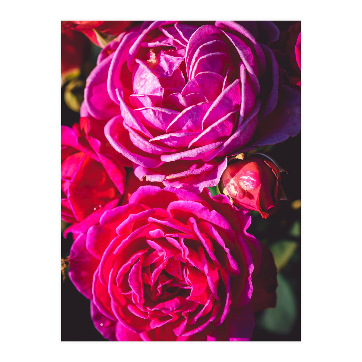 Rose Flowers  (Print Only)