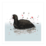 Common coot (Print Only) thumbnail