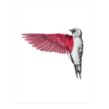 uccello rosso (Print Only) thumbnail